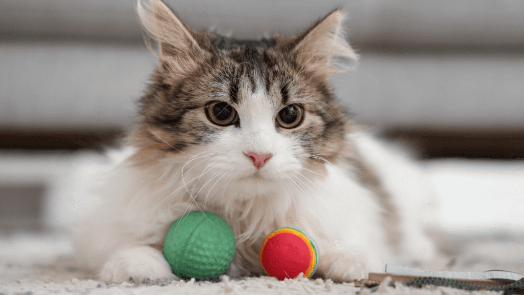 貓咪玩具推薦