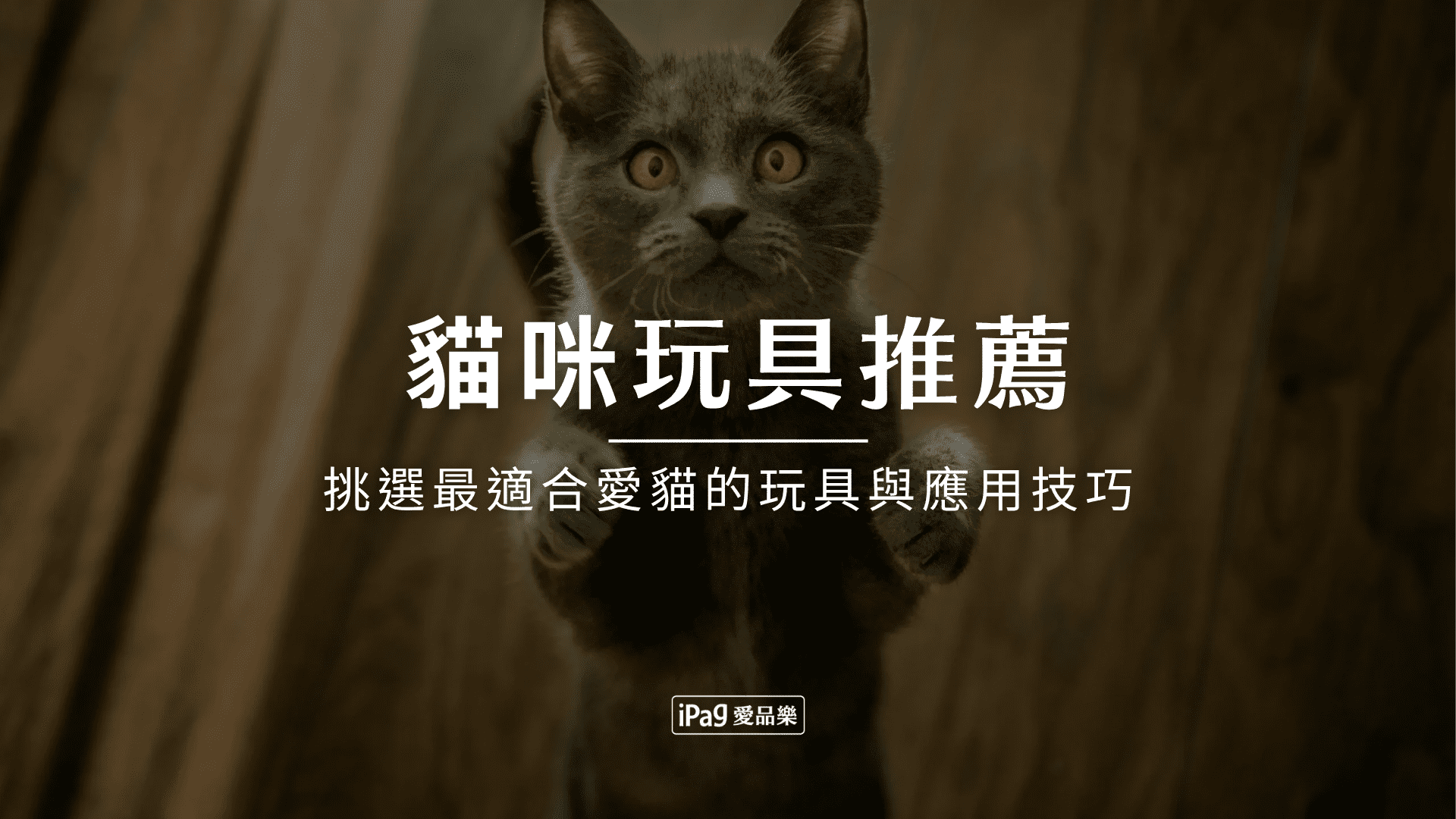 貓咪玩具推薦 貓咪玩具推薦