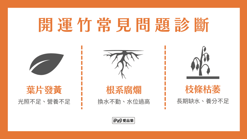 開運竹常見問題診斷