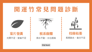 開運竹 常見問題診斷
